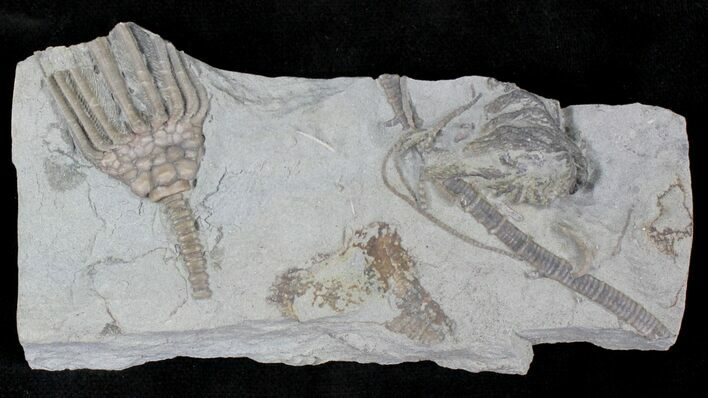 Macrocrinus & Hylodecrinus Crinoids - Indiana #21307